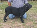 In Memorian - Fila Brasileiro Preto - Canil Singular - Globeleza